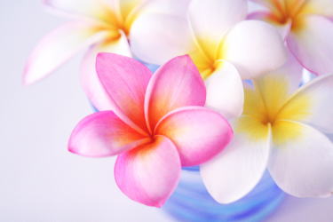 エステ&ネイルKau'i プルメリア